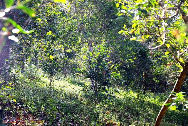 2022年革登古樹春茶價格？