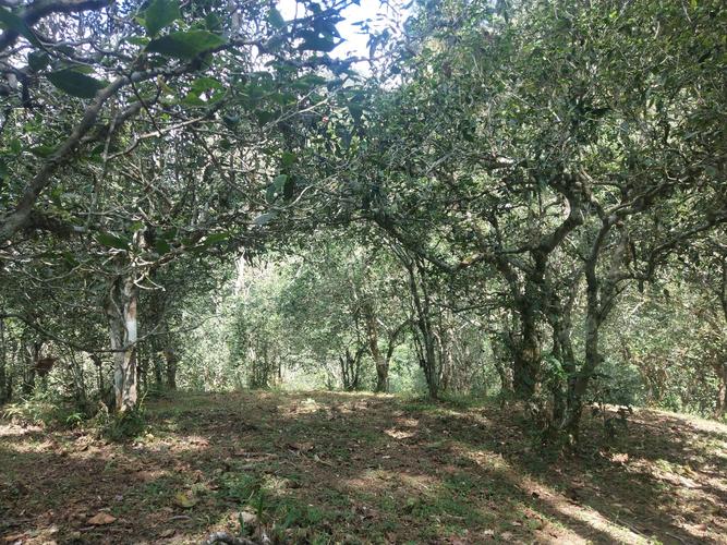 2022年革登古樹春茶多少一公斤？