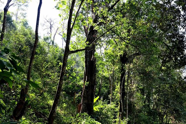 2022年革登古樹春茶，可飲可藏的絕佳茶品