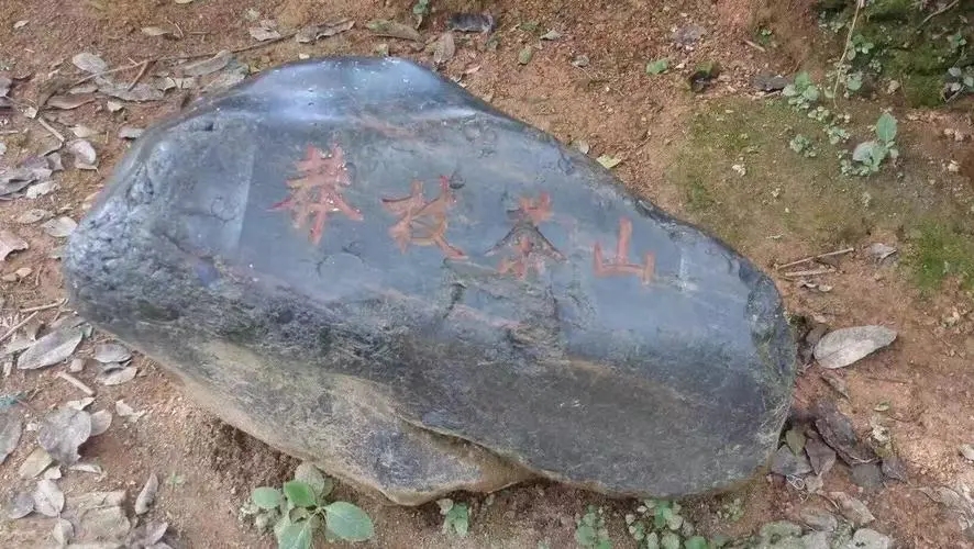 2022年莽枝古樹春茶特點(diǎn)？