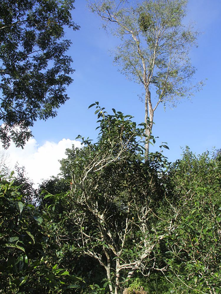 2022年莽枝古樹春茶口感？