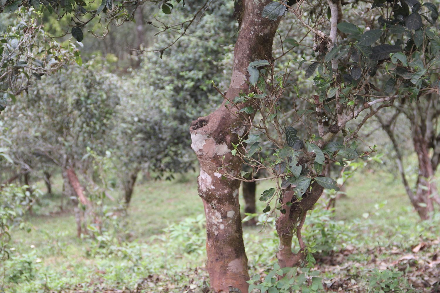 2022年莽枝古樹春茶價格？