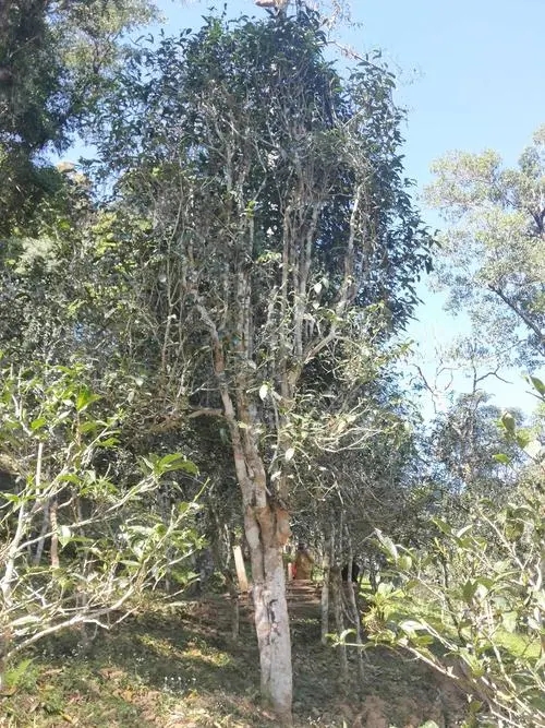 2022年莽枝古樹春茶多少錢一公斤？