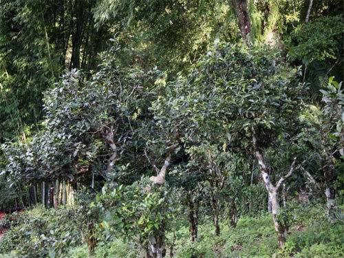 2022年攸樂(lè)古樹(shù)春茶特點(diǎn)？