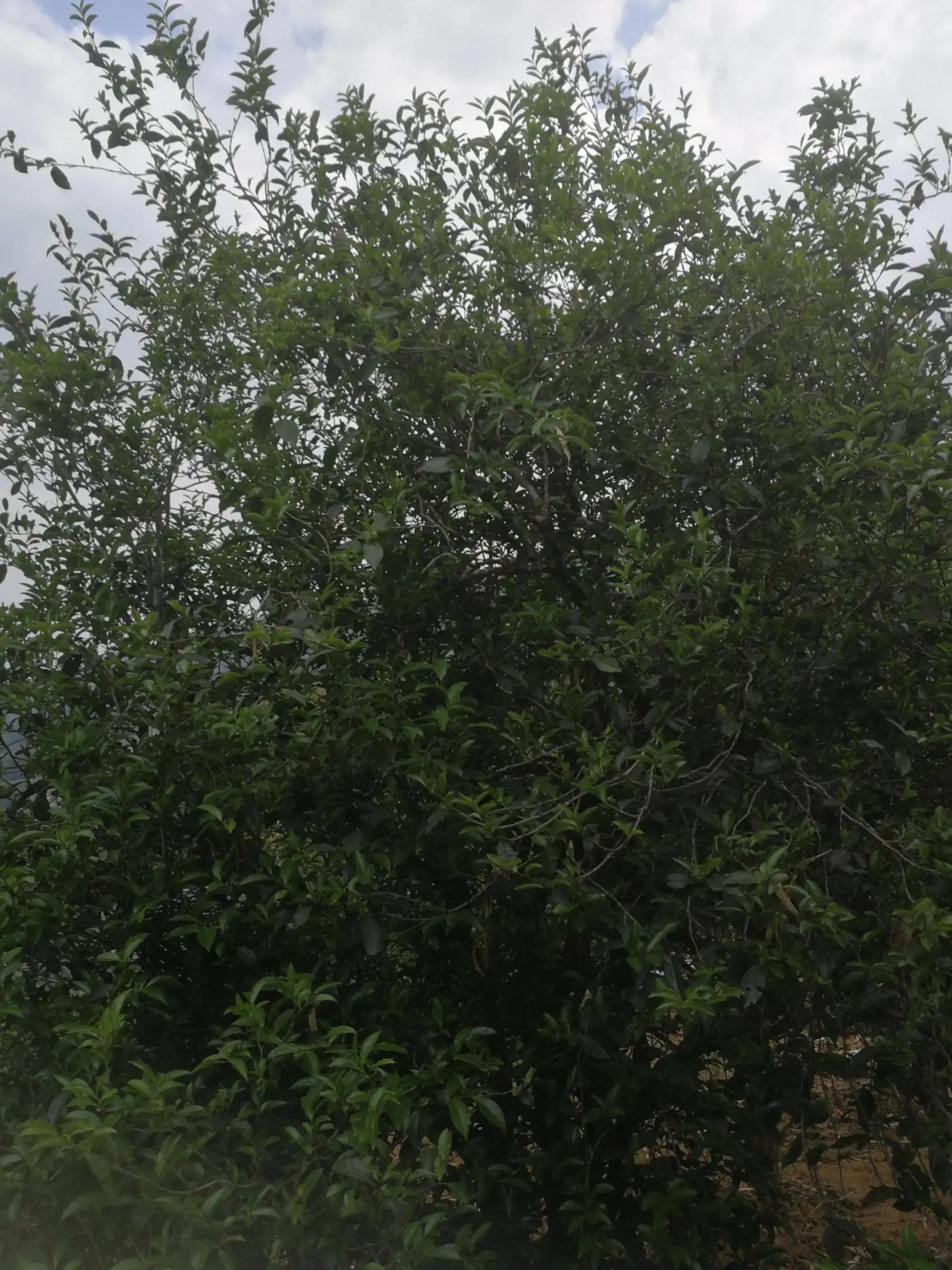 2022年曼秀古樹普洱茶特點(diǎn)