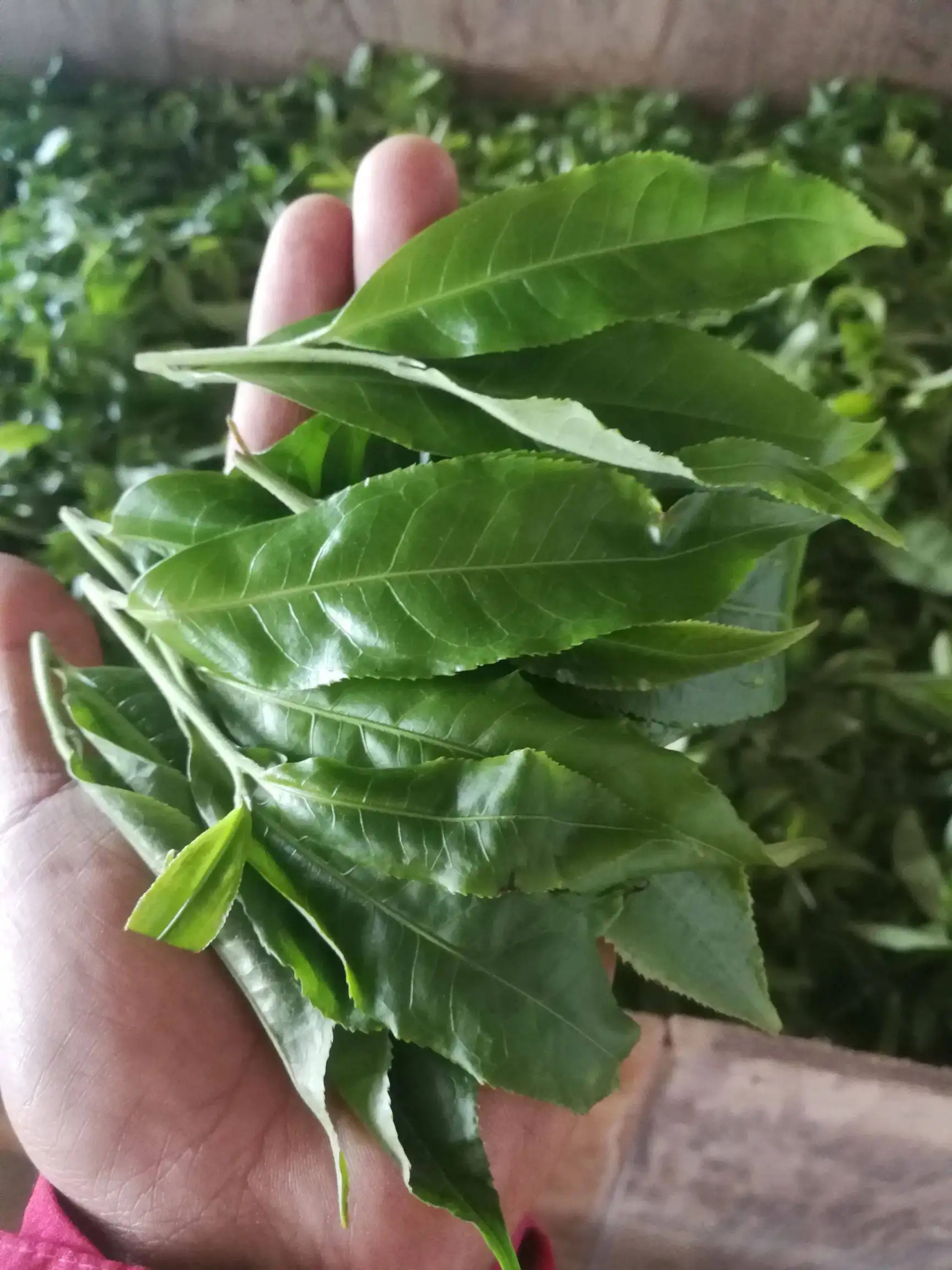 2022年易武曼秀古樹春茶價(jià)格？