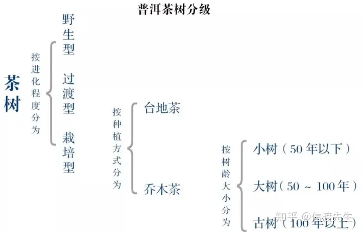 2022年按順序排列普洱茶樹等級(jí) 怎么分？