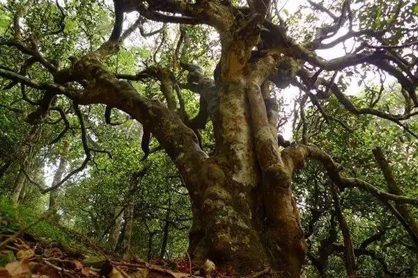 冰島！普洱茶界最有名的山頭，一次性把冰島茶講清楚！