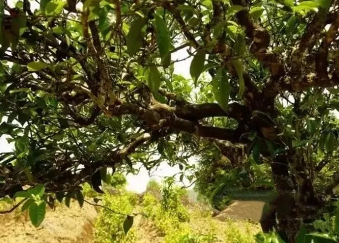 如何鑒別普洱茶樹齡？