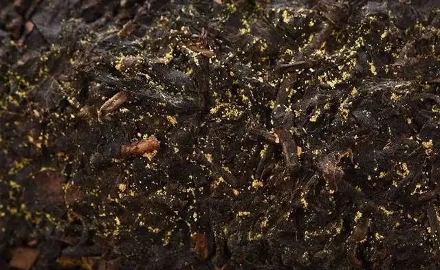普洱茶的金花怎么鑒別？