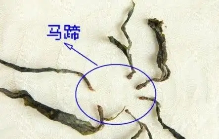 馬蹄竟然還能喝？普洱茶里的馬蹄你有了解過(guò)嗎？