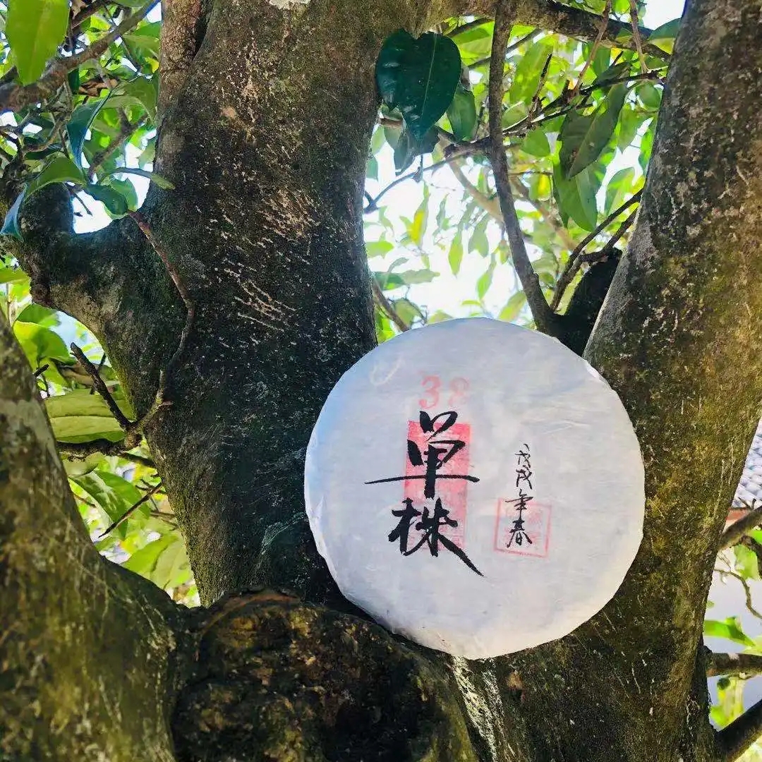 普洱茶單株是什么，好在哪里？
