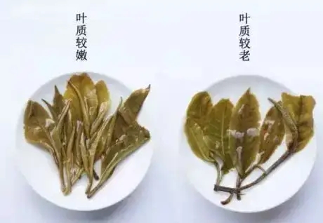 生普？熟普？如何挑選一款普洱茶？