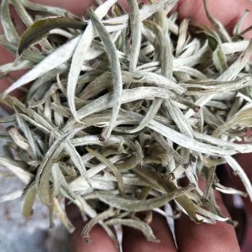 遇見月光白之美，存放四年云南古樹白茶