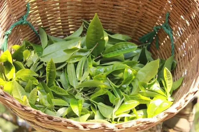 普洱茶3大核心產(chǎn)區(qū)，請(qǐng)好好收藏！