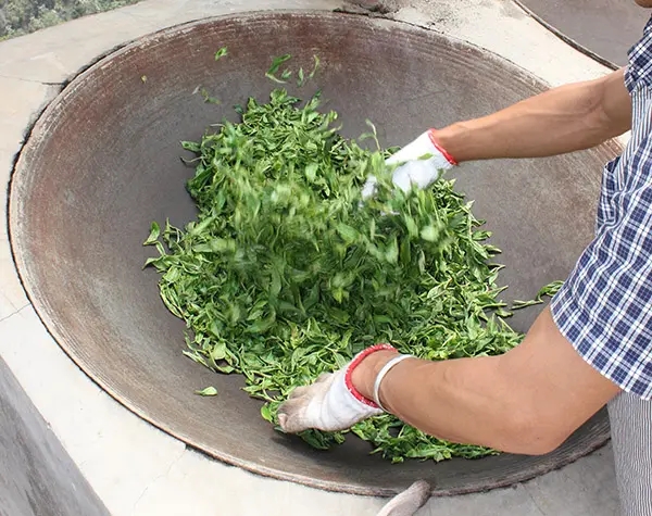 “殺青”是如何影響普洱茶品質(zhì)的？