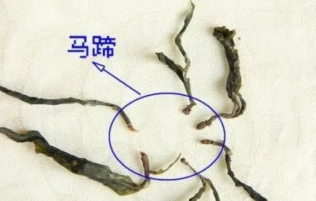 馬蹄竟然還能喝？普洱茶里的馬蹄你有了解過嗎？