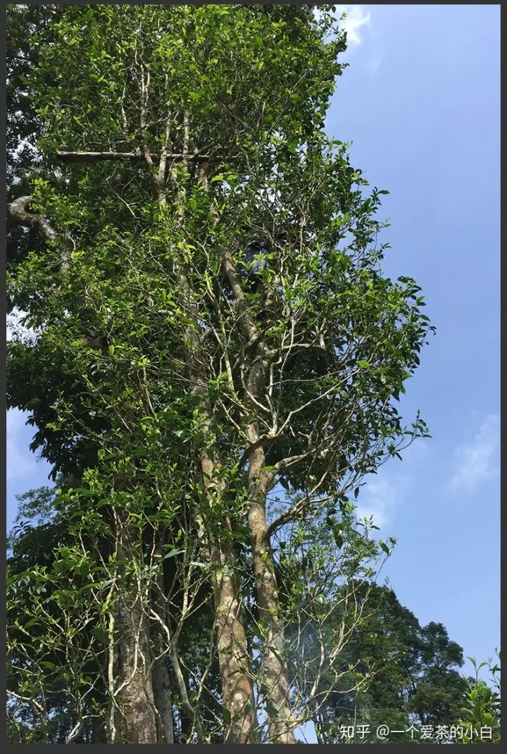 高桿古樹做成的普洱茶，憑什么紅遍大江南北？