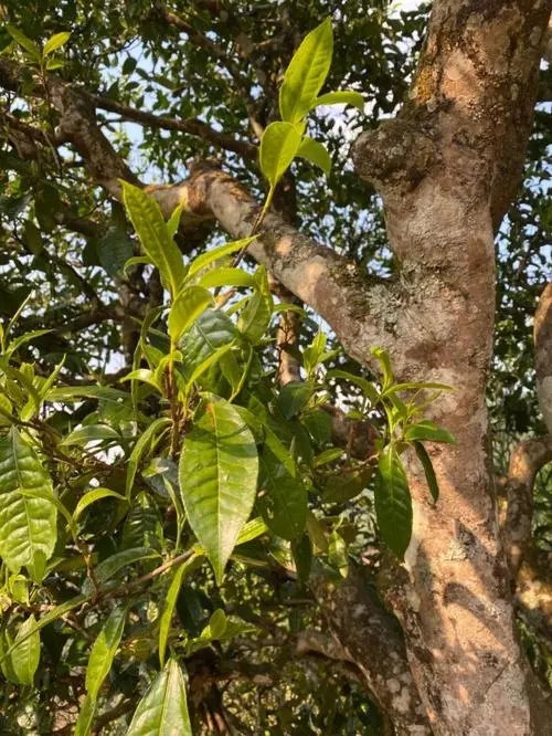 易武高桿 普洱長頸？