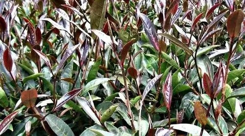 紫芽普洱是什么茶？