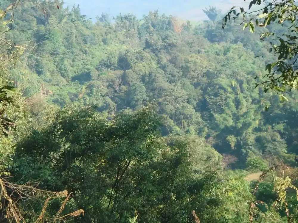 茶山紀(jì)實：再進犀牛塘，不一樣的感覺；菁瑤可以預(yù)見的豐收年