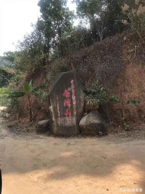 古茶第一村”，你見(jiàn)過(guò)這樣的茶樹嗎？