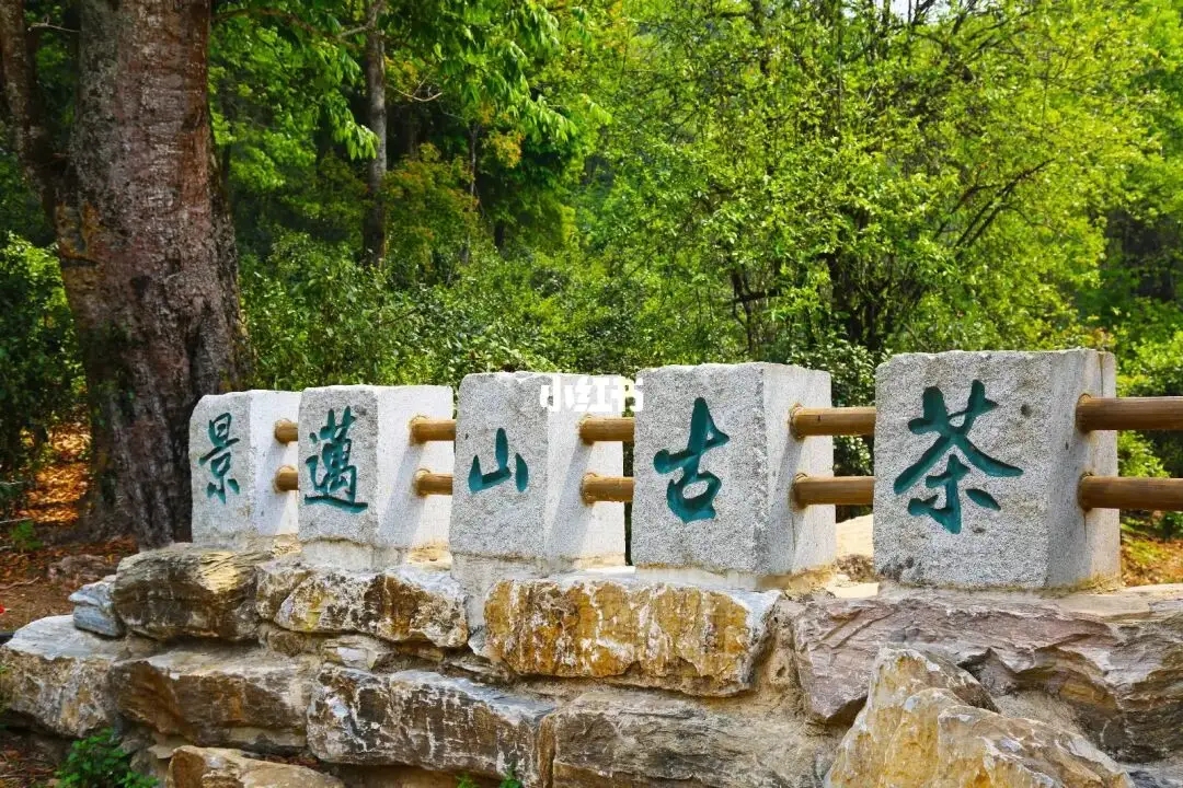 普洱茶的年份：新茶、老茶、中期茶、印級(jí)茶、古董茶