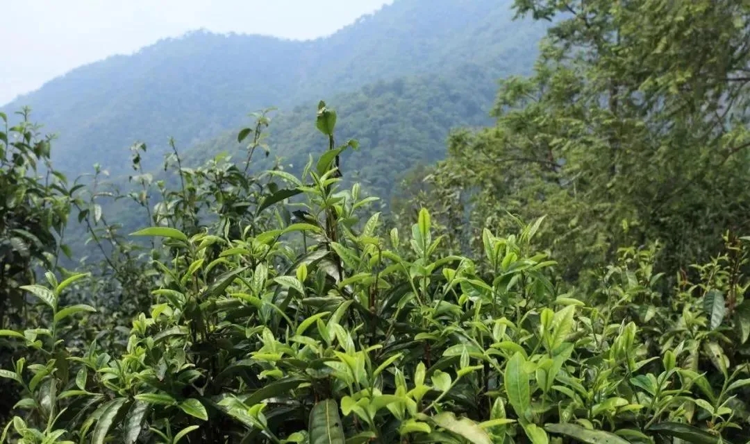 古樹茶的價(jià)值和意義在哪里？