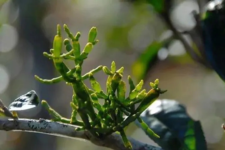什么是螃蟹腳？茶界的螃蟹腳可能和你想的不一樣！