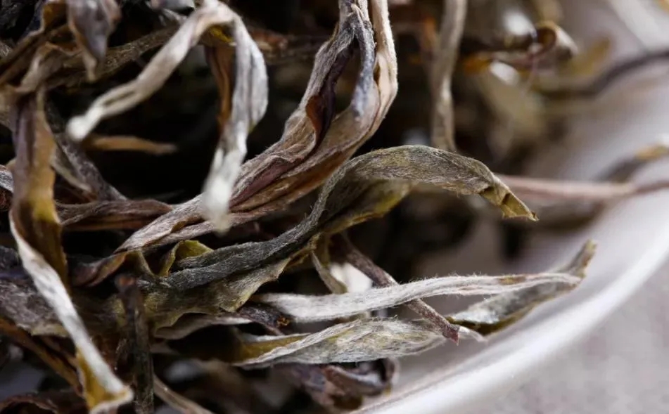 普洱茶樹生長的海拔越高，品質(zhì)就越好嗎？