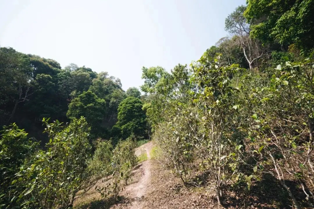 易武荒韻， 秘境白茶園