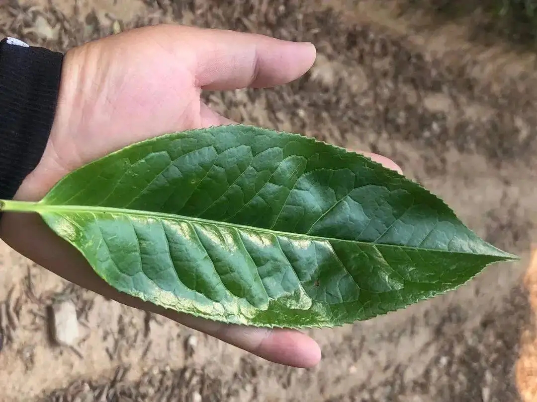 【茶百科】勐庫大葉種的適制性。