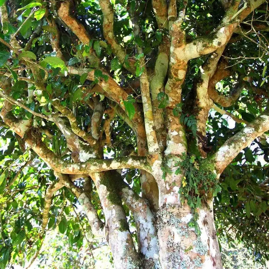 來自易武秘境的至味臻品！氣韻強(qiáng)勁，余韻深邃，一口喚醒你的味蕾~