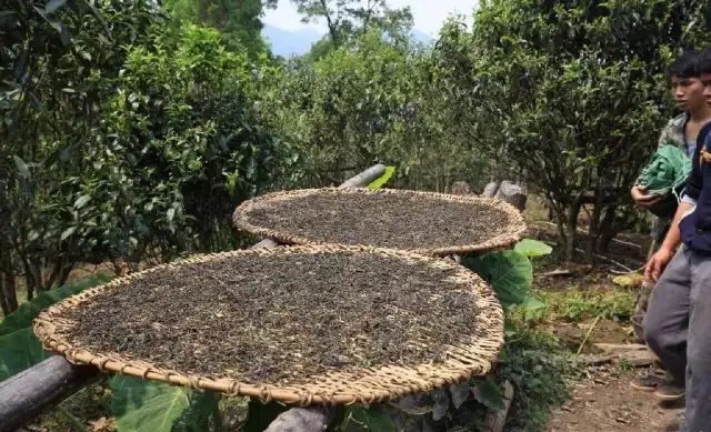 顛覆認(rèn)知！普洱茶的傳統(tǒng)工藝究竟是什么？