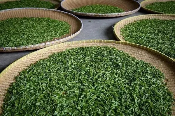 傳統(tǒng)普洱茶殺青工藝原理，專家們是這樣說的