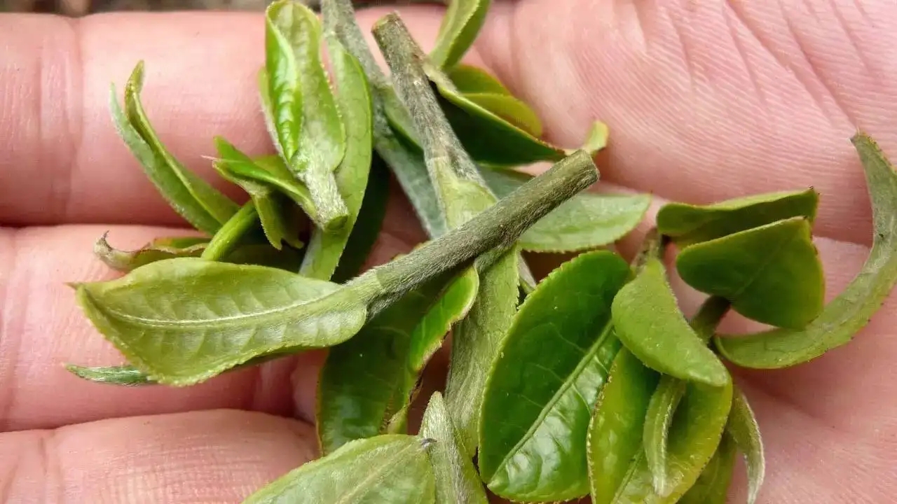 云南大葉種曬青毛茶，是什么茶？