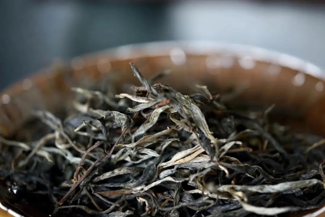 2023年老班章古樹(shù)春茶口感！