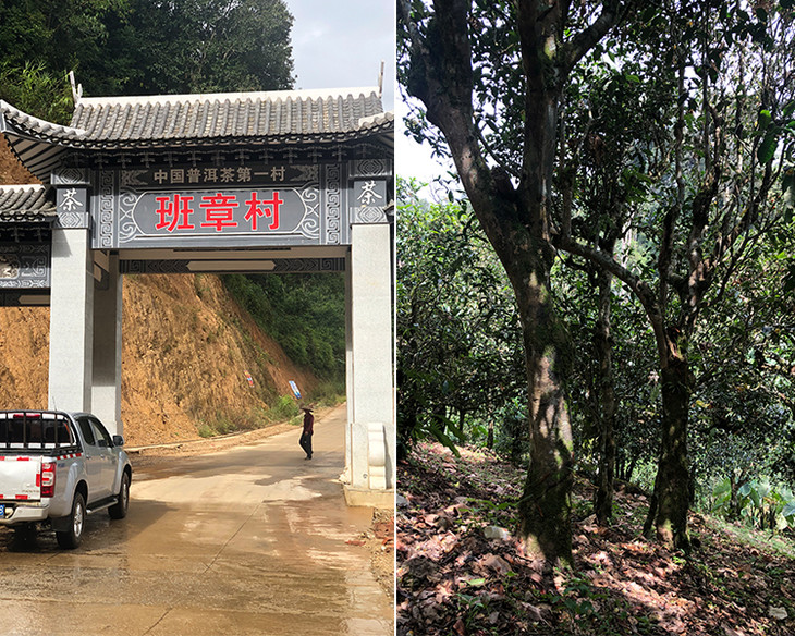 2023年新班章古樹春茶品質(zhì)怎么樣？