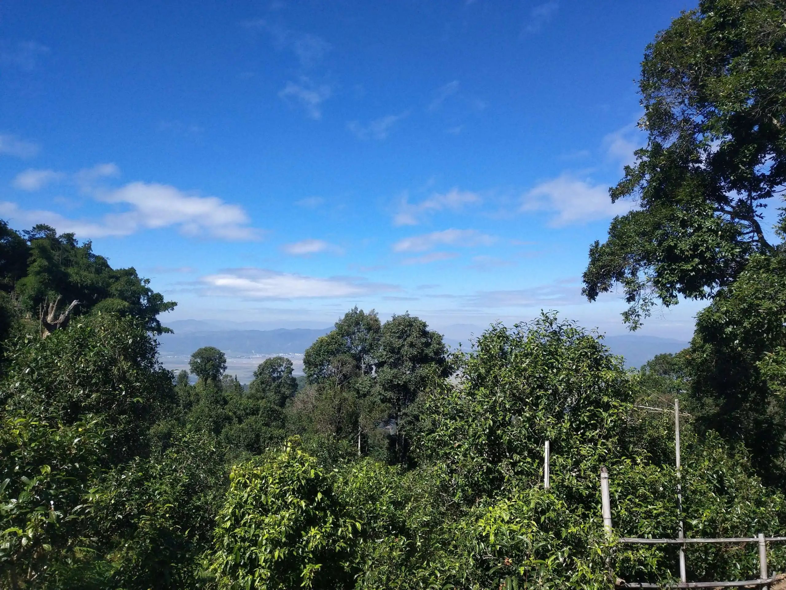 2023年廣別老寨古樹春茶特點(diǎn)是什么？