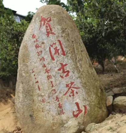 2023年賀開古樹春茶品質(zhì)如何？