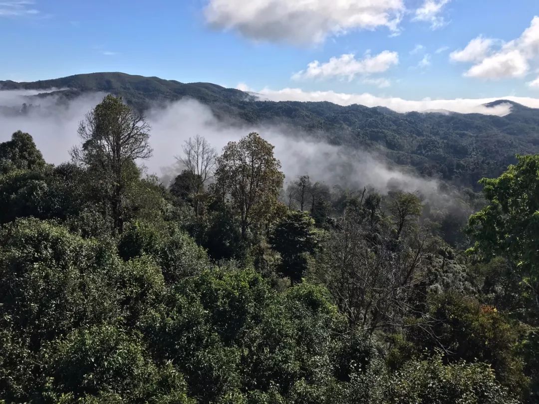 2023年賀開古樹春茶特點(diǎn)是什么？