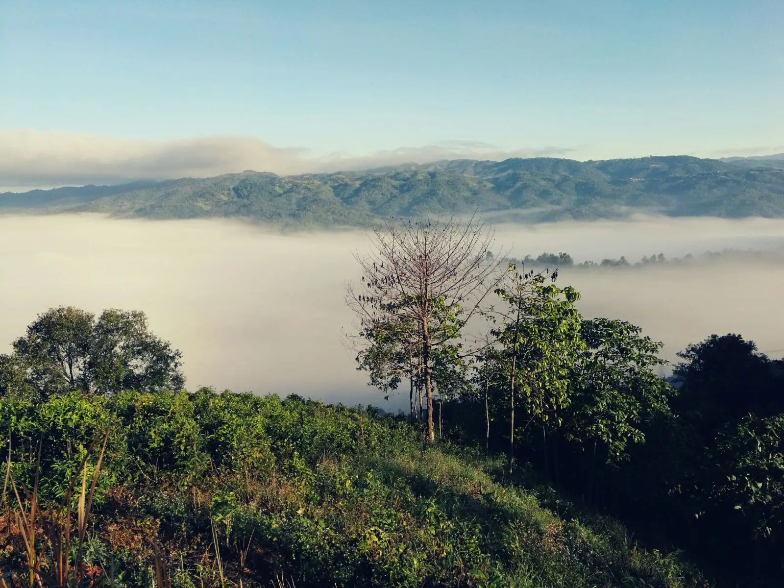 2023年賀開古樹春茶價(jià)格是多少？