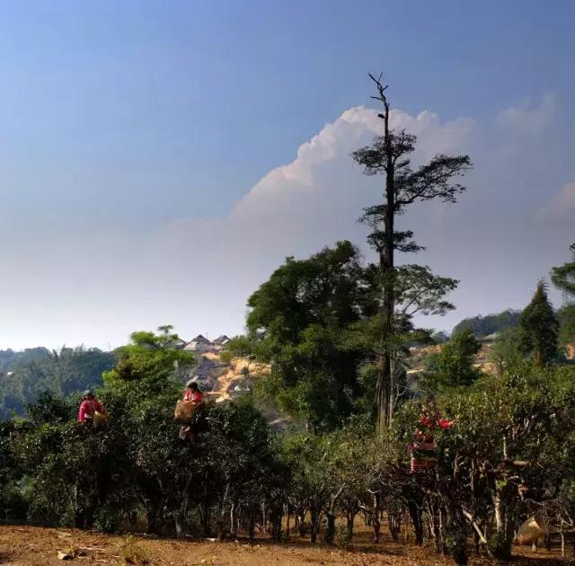 2023年賀開(kāi)古樹(shù)春茶多少錢一公斤？