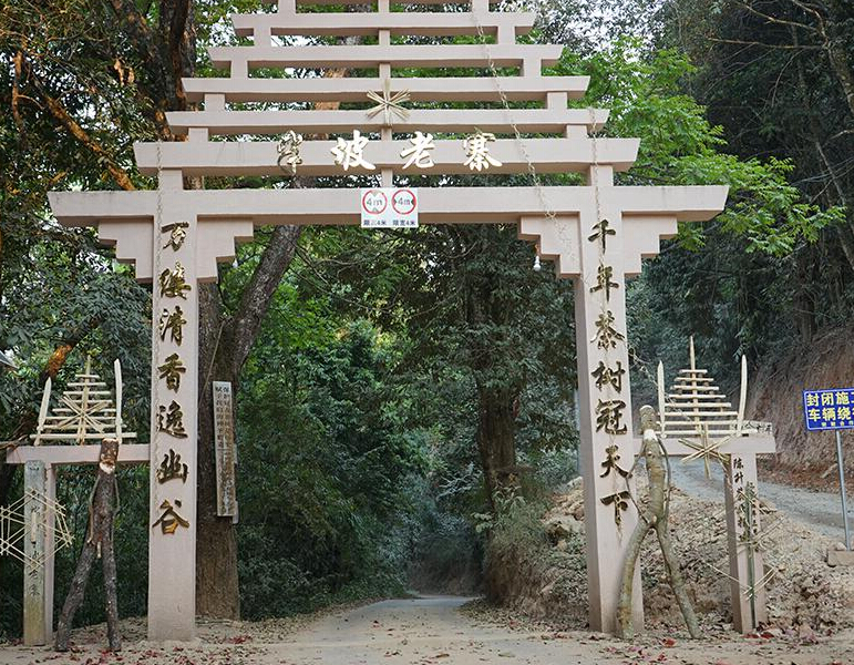 2023年半坡老寨古樹春茶品質(zhì)？