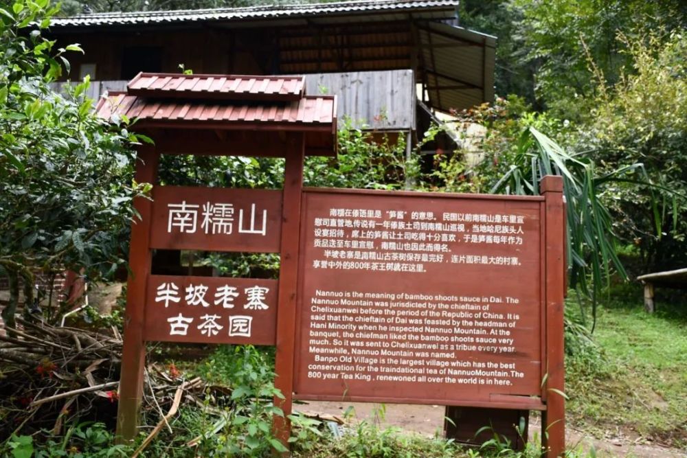 2023年半坡老寨古樹(shù)春茶口感是什么？