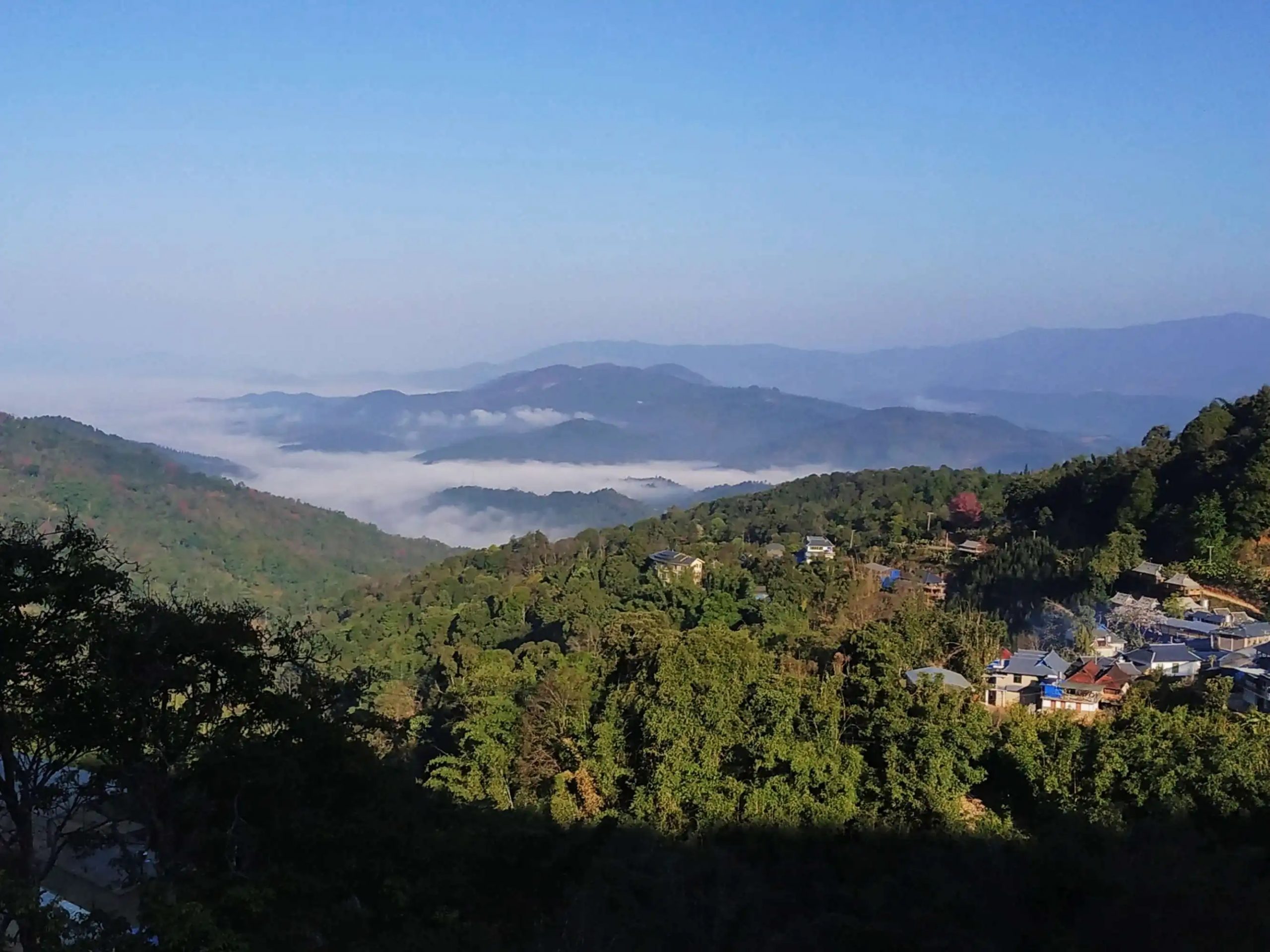 2023年南糯山古樹春茶口感如何？