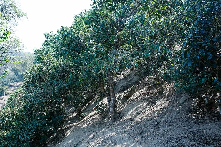 2023年那卡古樹春茶價(jià)格是多少？