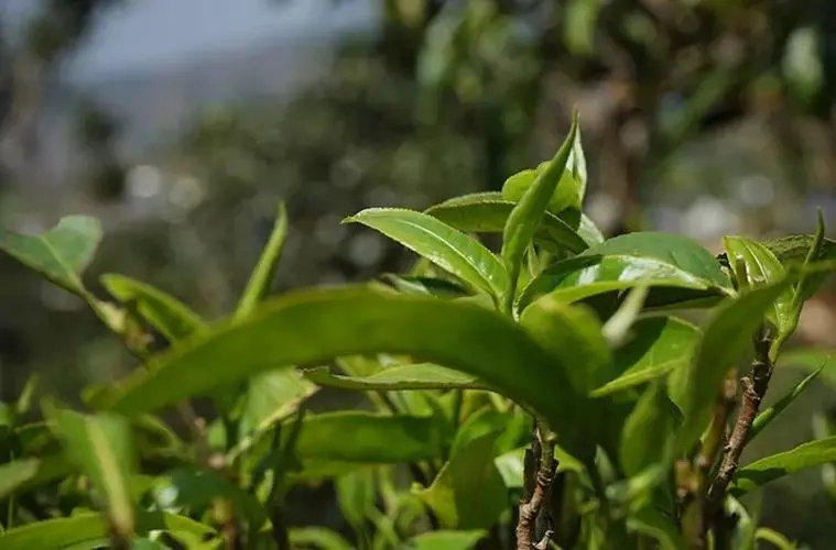 2023年那卡古樹春茶多少錢一公斤？