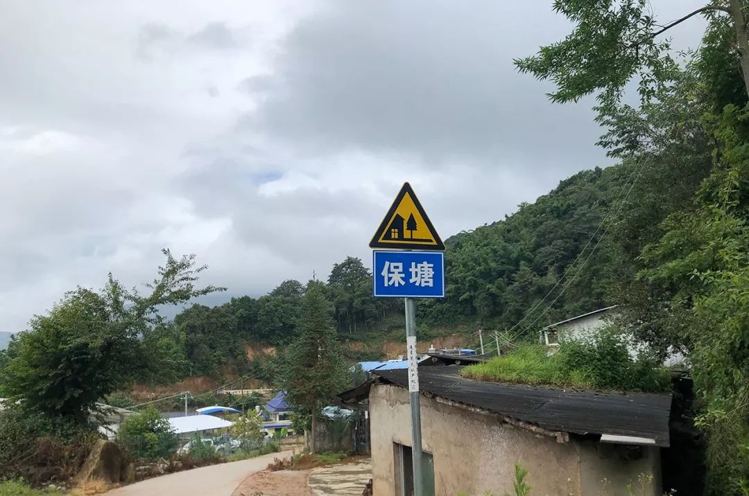 2023年保塘老寨古樹春茶特點(diǎn)是什么？