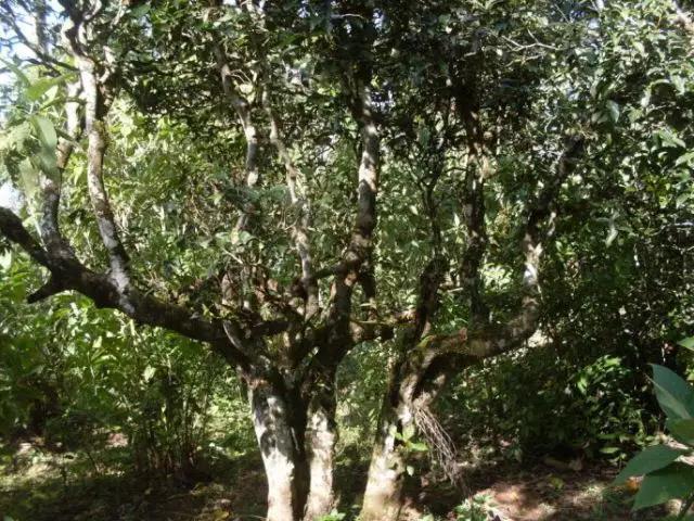 2023年保塘老寨古樹春茶多少錢一公斤？